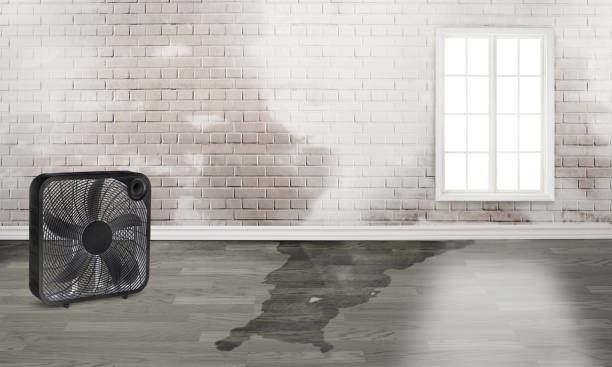 Best Water damage restoration company  in Olton, TX